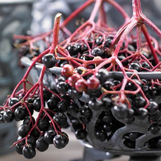 Elderberries Thumbnail